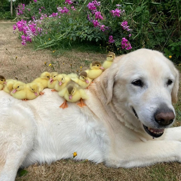 Beautiful Labrador retriever named Fred adopts his 3rd group of orphaned ducklings - picture 4
