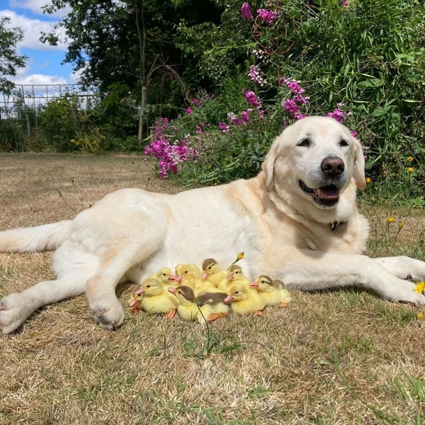 Beautiful Labrador retriever named Fred adopts his 3rd group of orphaned ducklings - picture 5