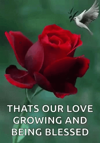 Beautiful Love Gifs & Love Quotes To Adore - picture 9