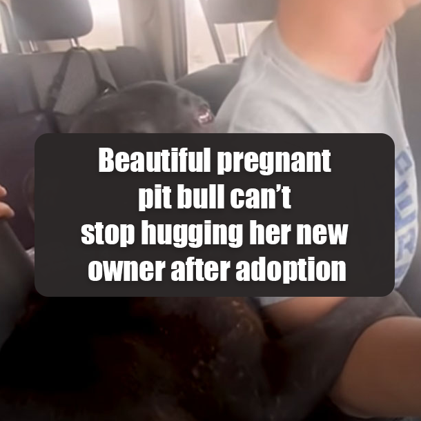 Beautiful pregnant pit bull can’t stop hugging her new owner after adoption