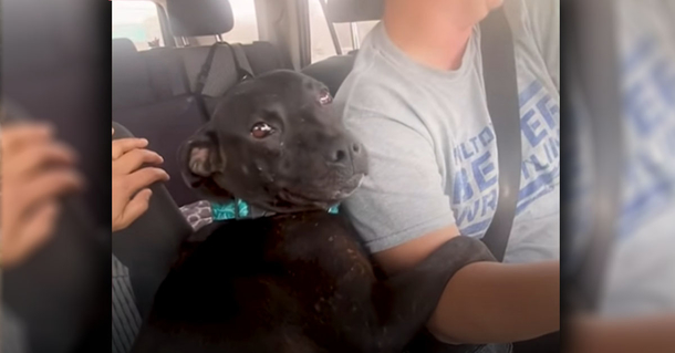 Beautiful pregnant pit bull can’t stop hugging her new owner after adoption - picture 2