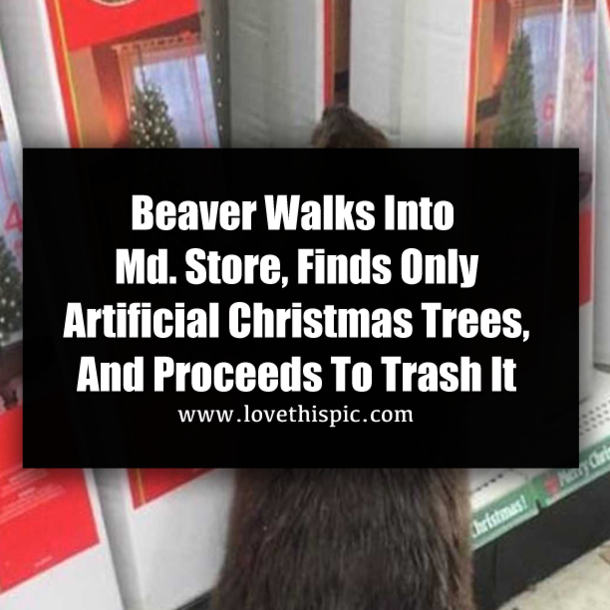 Beaver Walks Into Md. Store, Finds Only Artificial Christmas Trees, And Proceeds To Trash It