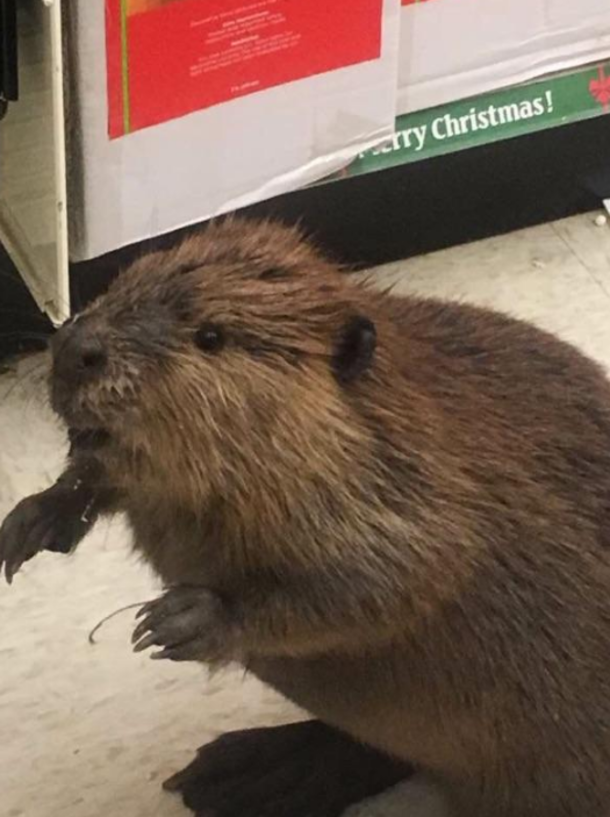 Beaver Walks Into Md. Store, Finds Only Artificial Christmas Trees, And Proceeds To Trash It - picture 2