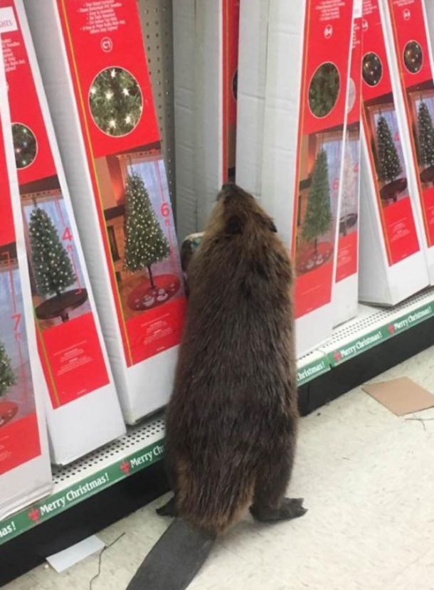 Beaver Walks Into Md. Store, Finds Only Artificial Christmas Trees, And Proceeds To Trash It - picture 3