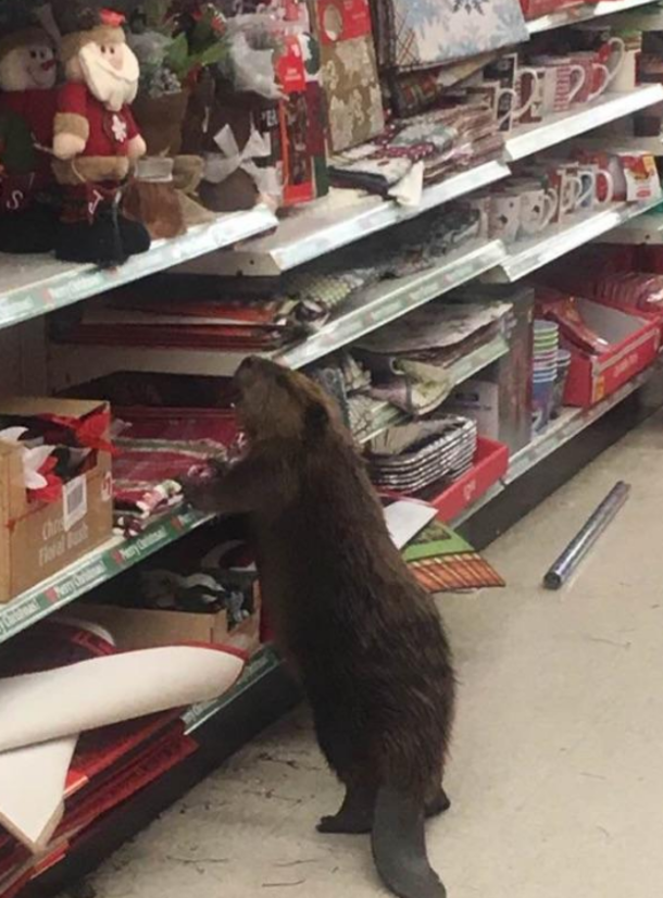 Beaver Walks Into Md. Store, Finds Only Artificial Christmas Trees, And Proceeds To Trash It - picture 4