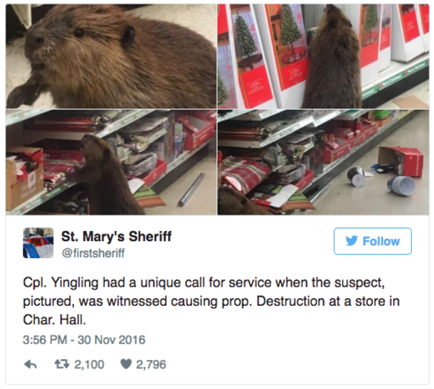 Beaver Walks Into Md. Store, Finds Only Artificial Christmas Trees, And Proceeds To Trash It - picture 5