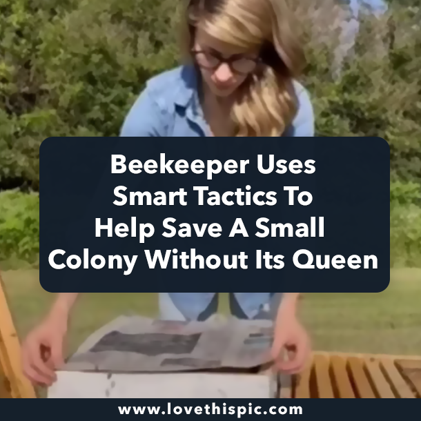 Beekeeper Uses Smart Tactics To Help Save A Small Colony Without Its Queen