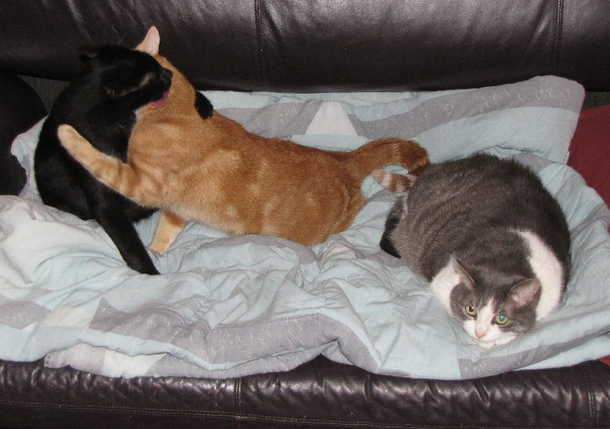 Being The 3rd Wheel Sucks (10 Pictures) - picture 4