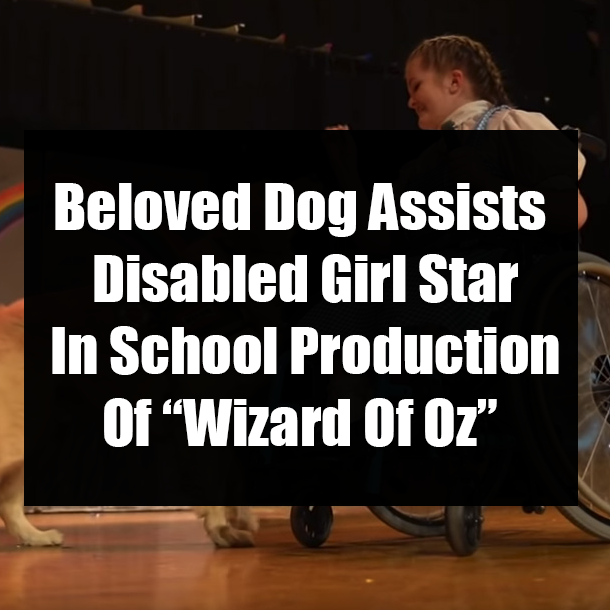 Beloved Dog Assists Disabled Girl Star In School Production Of “Wizard Of Oz”