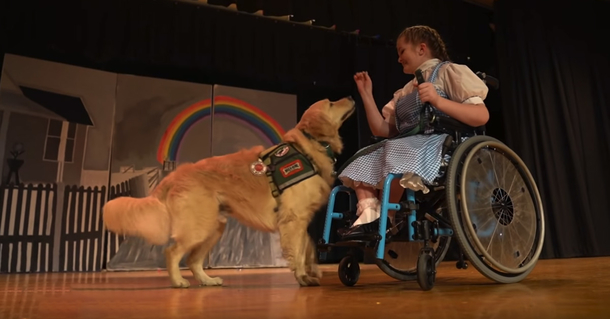 Beloved Dog Assists Disabled Girl Star In School Production Of “Wizard Of Oz” - picture 2