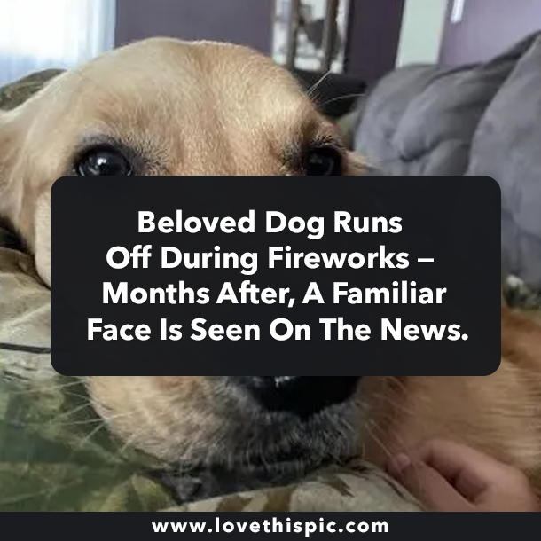 Beloved Dog Runs Off During Fireworks — Months After, A Familiar Face Is Seen On The News