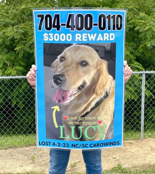 Beloved Dog Runs Off During Fireworks — Months After, A Familiar Face Is Seen On The News - picture 2