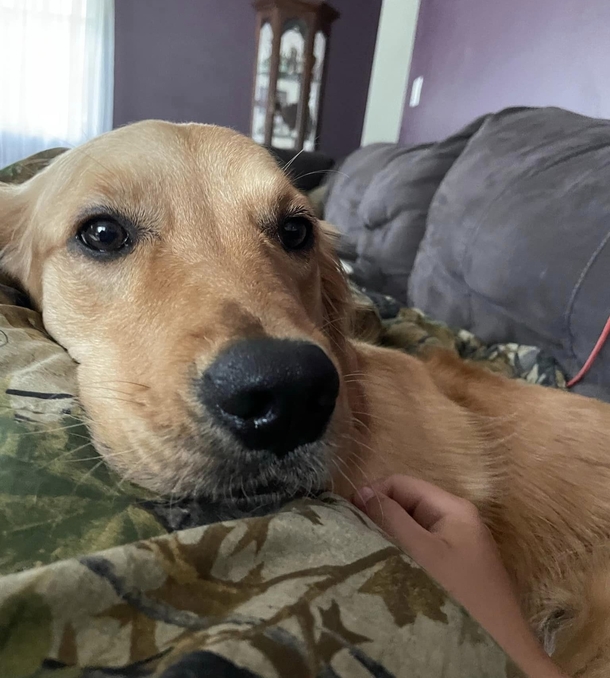 Beloved Dog Runs Off During Fireworks — Months After, A Familiar Face Is Seen On The News - picture 3
