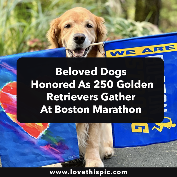 Beloved Dogs Honored As 250 Golden Retrievers Gather At Boston Marathon