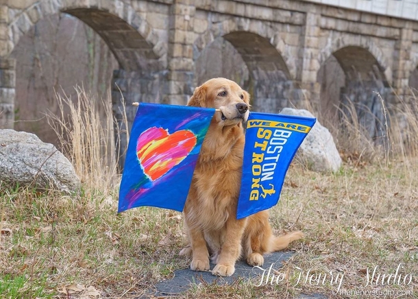 Beloved Dogs Honored As 250 Golden Retrievers Gather At Boston Marathon - picture 2