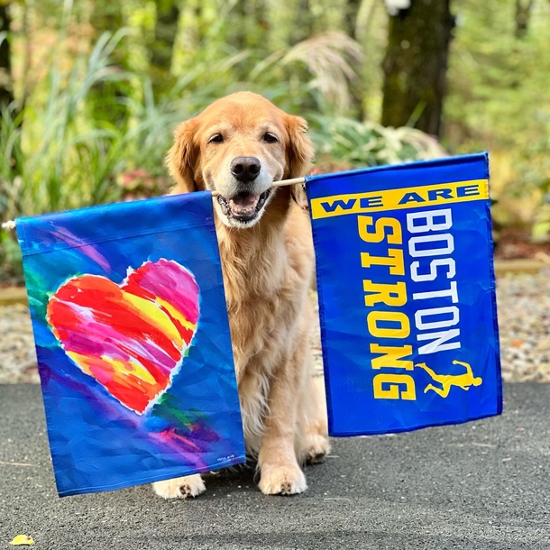 Beloved Dogs Honored As 250 Golden Retrievers Gather At Boston Marathon - picture 3