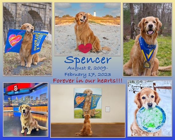 Beloved Dogs Honored As 250 Golden Retrievers Gather At Boston Marathon - picture 5