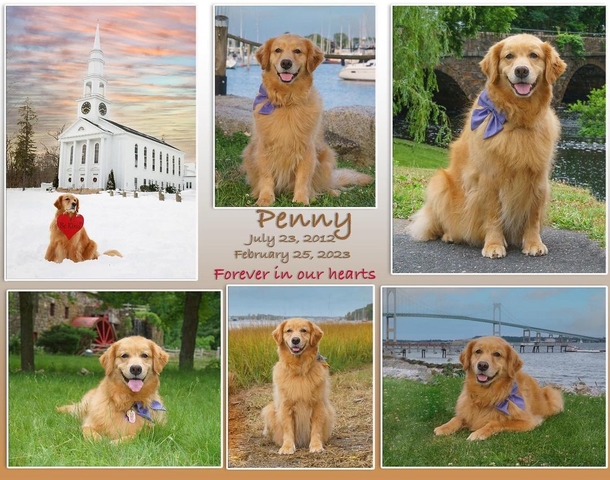 Beloved Dogs Honored As 250 Golden Retrievers Gather At Boston Marathon - picture 6