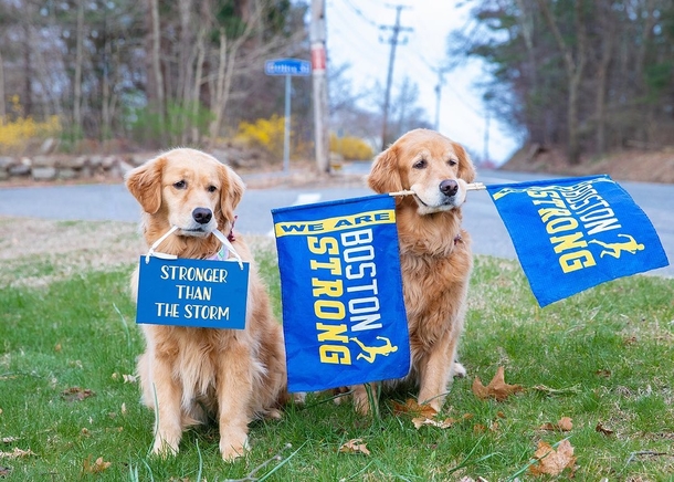 Beloved Dogs Honored As 250 Golden Retrievers Gather At Boston Marathon - picture 7