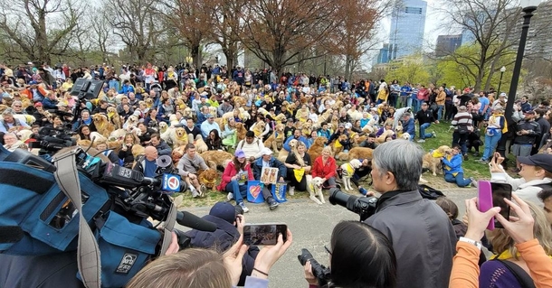 Beloved Dogs Honored As 250 Golden Retrievers Gather At Boston Marathon - picture 8