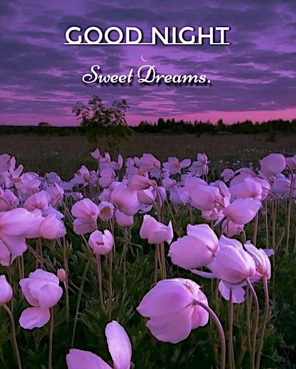 Best Good Night Quotes, Messages And Wishes For Threads App - picture 8