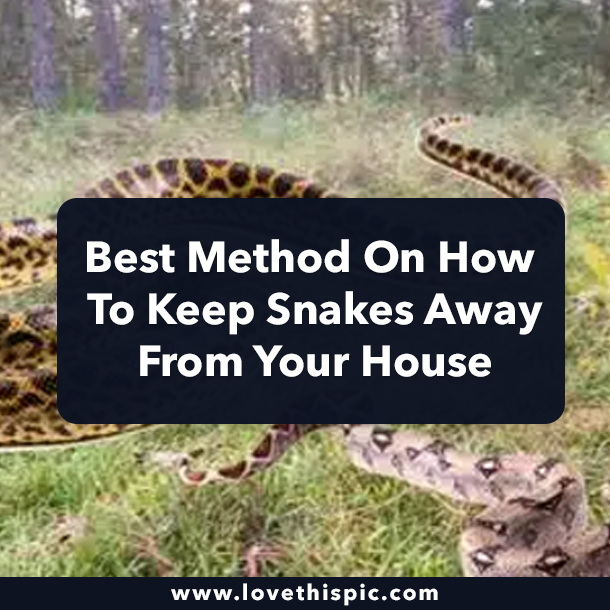 Best Method On How To Keep Snakes Away From Your House
