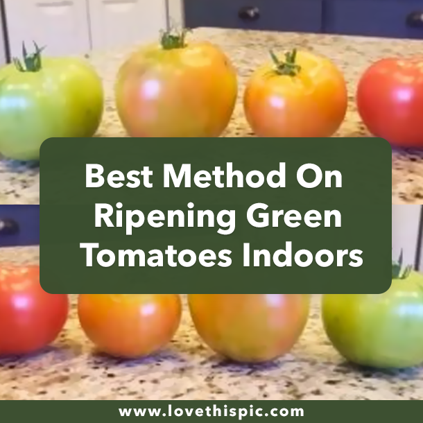 Best Method On Ripening Green Tomatoes Indoors
