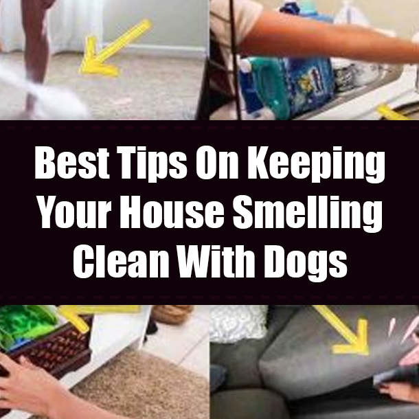Best Tip On Keeping Your House Smelling Clean With Dogs