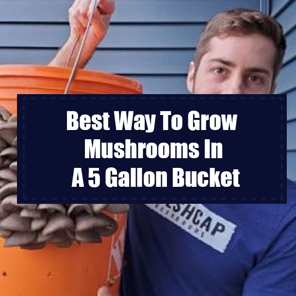 Best Way To Grow Mushrooms In A 5 Gallon Bucket