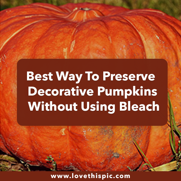Best Way To Preserve Decorative Pumpkins Without Using Bleach