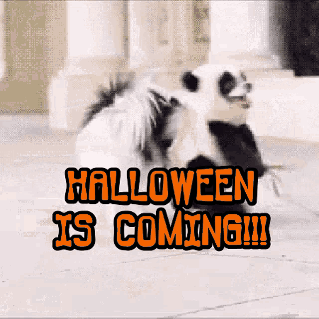 Best "Halloween Is Coming" Gifs And Quotes - picture 3