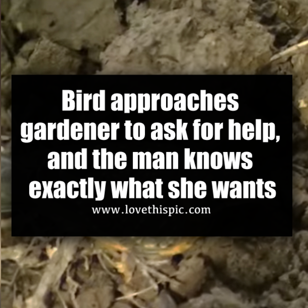 Bird approaches gardener to ask for help, and the man knows exactly what she wants