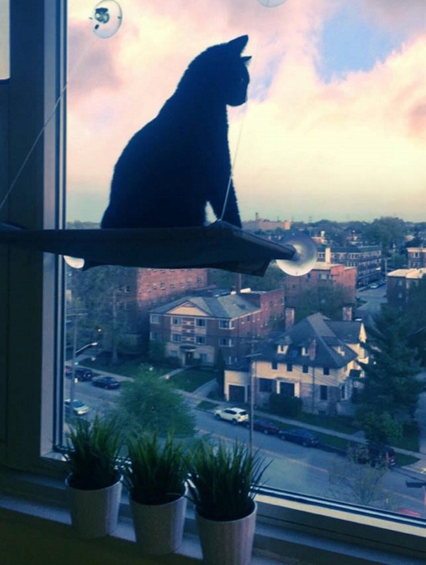 Black Cat Stares At Picture Frame Of Navy Son, Mom Finally Uncovers Truth She Never Knew - picture 3