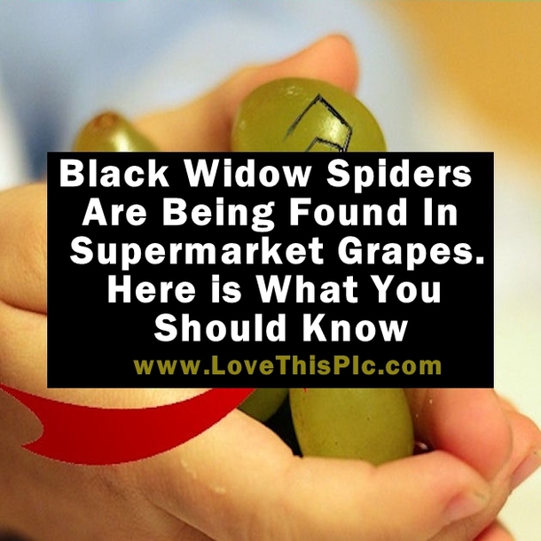Black Widow Spiders Are Being Found In Supermarket Grapes. Here is What You Should Know...