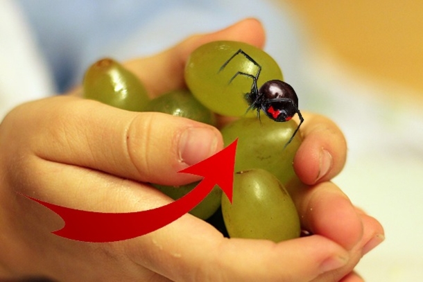 Black Widow Spiders Are Being Found In Supermarket Grapes. Here is What You Should Know... - picture 2