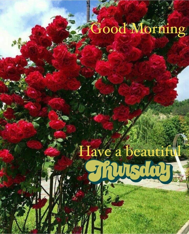 Blessed Your Day With These 10 Beautiful Good Morning Thursday Images & Quotes - picture 5