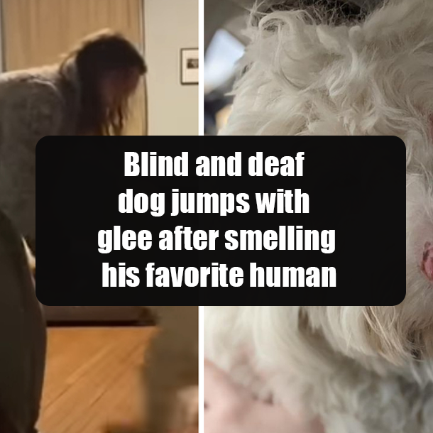 Blind and deaf dog jumps with glee after smelling his favorite human