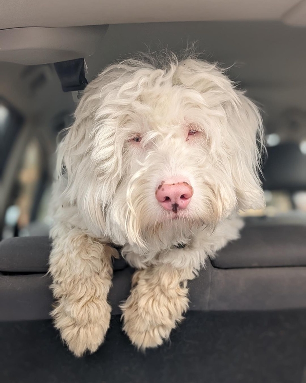Blind and deaf dog jumps with glee after smelling his favorite human - picture 2