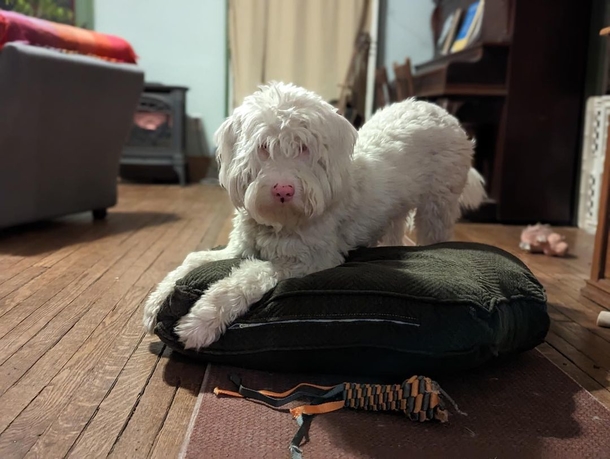Blind and deaf dog jumps with glee after smelling his favorite human - picture 3