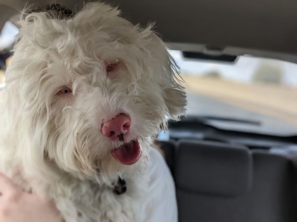Blind and deaf dog jumps with glee after smelling his favorite human - picture 4