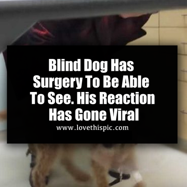Blind Dog Has Surgery To Be Able To See. His Reaction Has Gone Viral