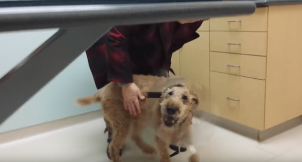 Blind Dog Has Surgery To Be Able To See. His Reaction Has Gone Viral - picture 3