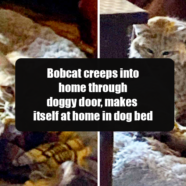 Bobcat creeps into home through doggy door, makes itself at home in dog bed