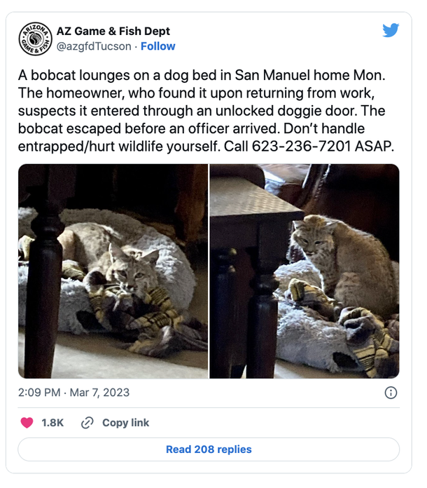 Bobcat creeps into home through doggy door, makes itself at home in dog bed - picture 2
