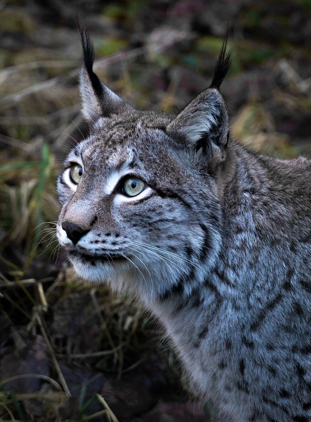 Bobcat creeps into home through doggy door, makes itself at home in dog bed - picture 3