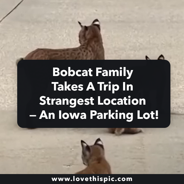 Bobcat Family Takes A Trip In Strangest Location — An Iowa Parking Lot!