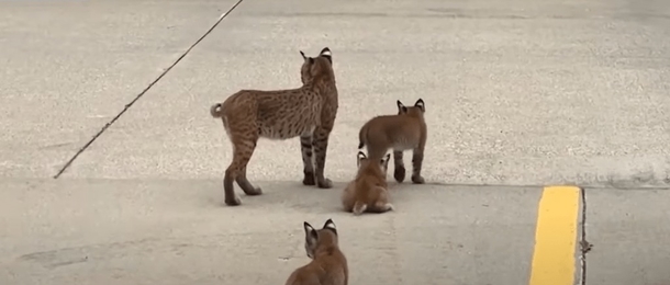 Bobcat Family Takes A Trip In Strangest Location — An Iowa Parking Lot! - picture 2