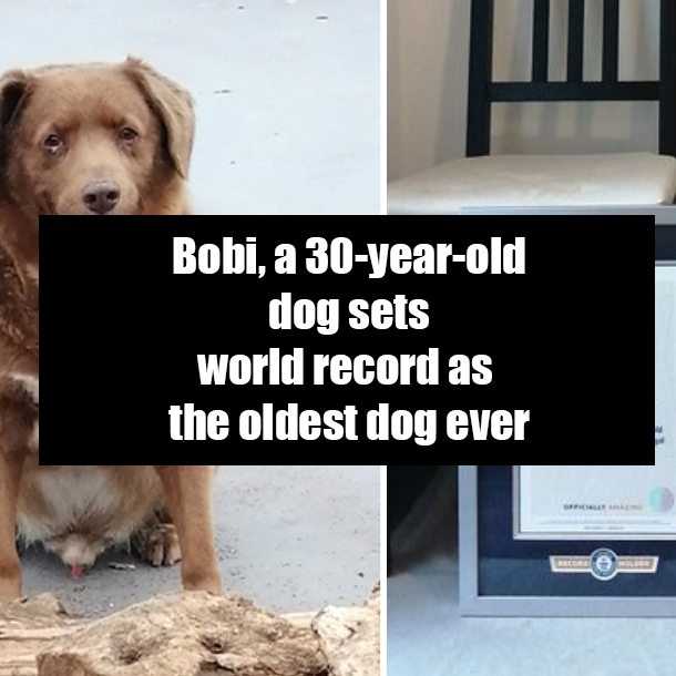 Bobi, a 30-year-old dog sets world record as the oldest dog ever