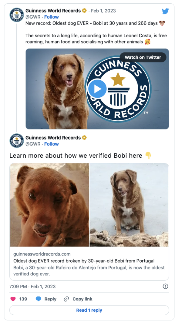 Bobi, a 30-year-old dog sets world record as the oldest dog ever - picture 2