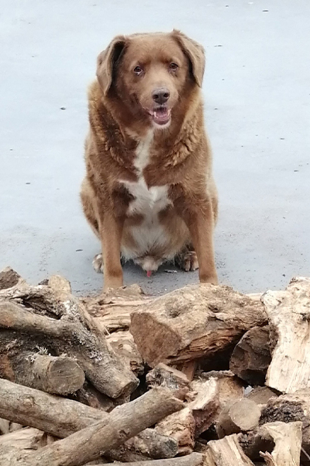 Bobi, a 30-year-old dog sets world record as the oldest dog ever - picture 3